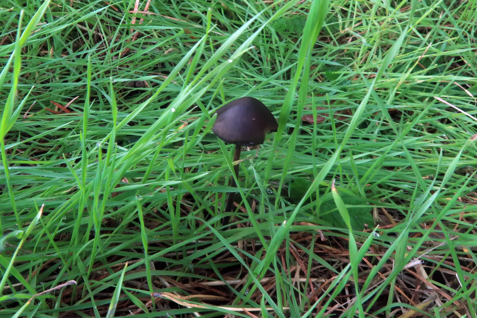 Panaeolus acuminatus - 1 - IMG_7830